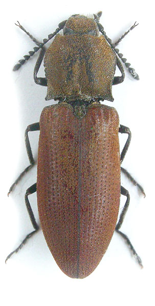 Agrypnus agrillaceus