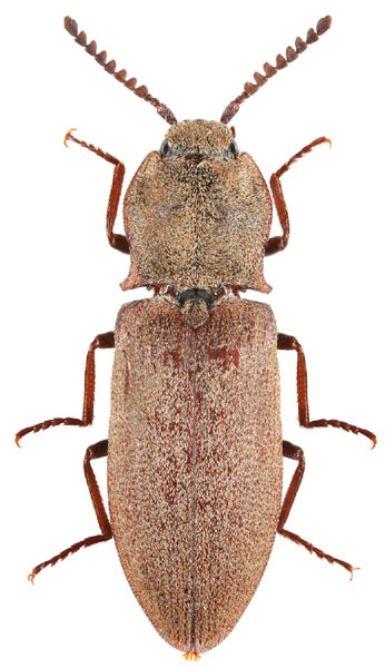 Agrypnus agrillaceus