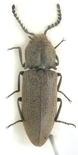 Agrypnus brunnipennis