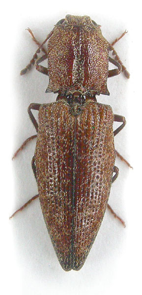 Agrypnus costicollis