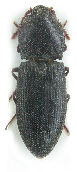 Agrypnus crennicollis