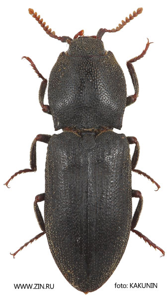 Agrypnus crennicollis