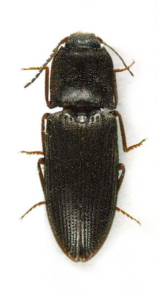 Agrypnus dhofarensis