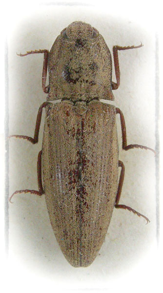Agrypnus ellipticus
