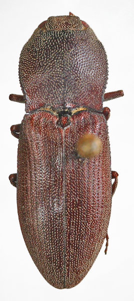 Agrypnus himalayanus