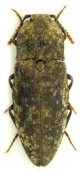 Agrypnus murinus