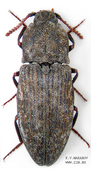 Agrypnus murinus