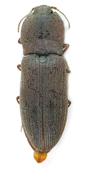 Agrypnus omanensis