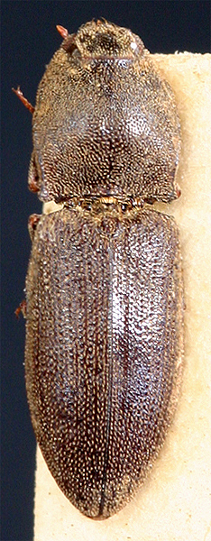 Agrypnus sinensis