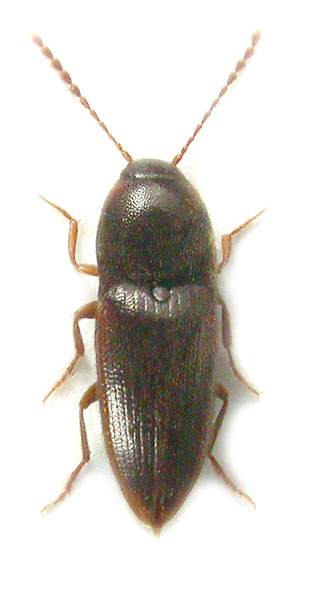 Alestrus dolosus