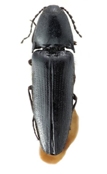 Ampedus agnatus