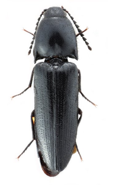 Ampedus agnatus