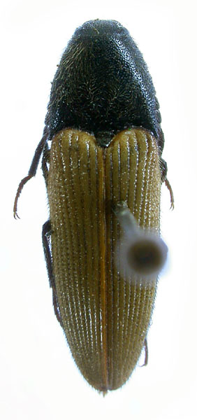 Ampedus antoniae