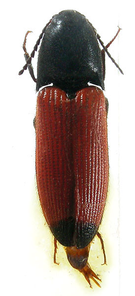 Ampedus armeniacus