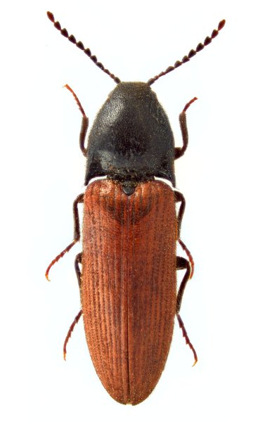 Ampedus atripes