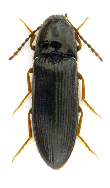 Ampedus auripes