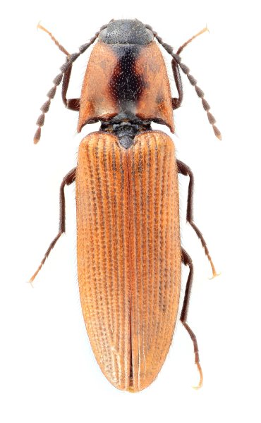 Ampedus baishuiensis