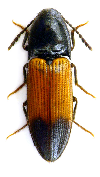 Ampedus balteatus