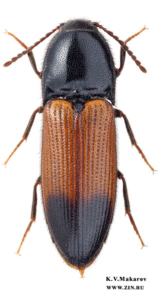 Ampedus balteatus