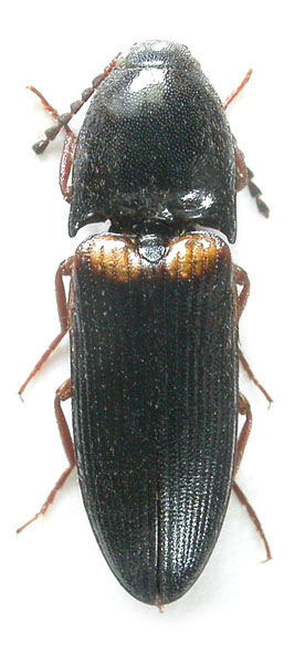 Ampedus basalis