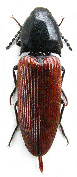 Ampedus becvari