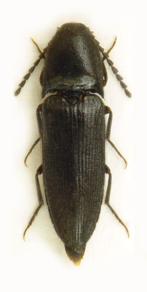 Ampedus brunnicornis