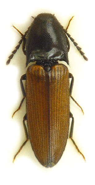 Ampedus brunnicornis