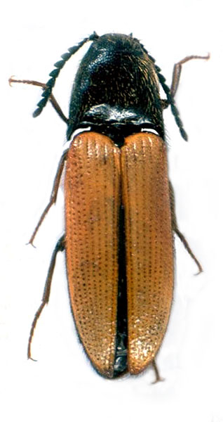 Ampedus callegarii