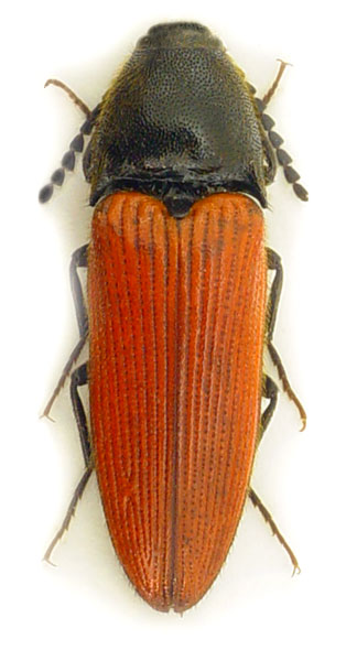 Ampedus cinnaberinus