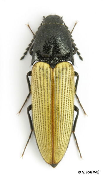 Ampedus coenobita