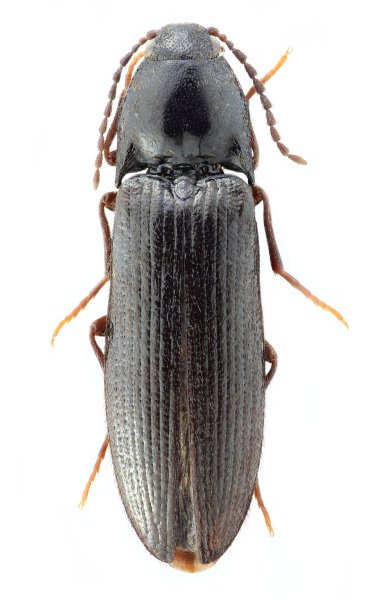 Ampedus davidiani