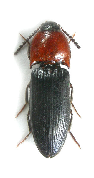 Ampedus demaisoni