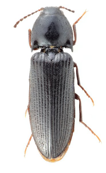 Ampedus dequenensis