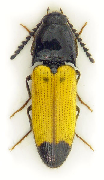 Ampedus elegantulus