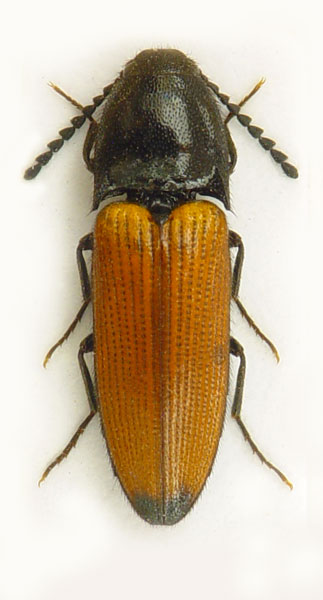 Ampedus elongatulus