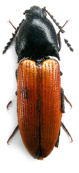 Ampedus ernesti