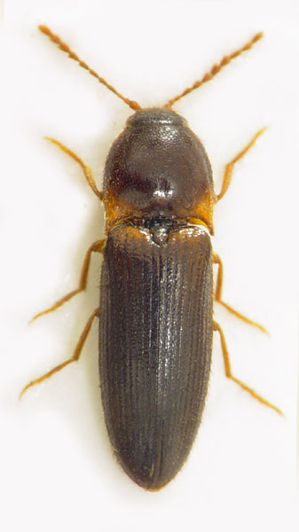 Ampedus erythrogonus