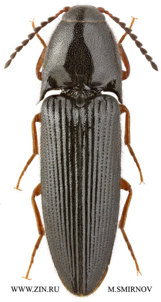 Ampedus fulvipes