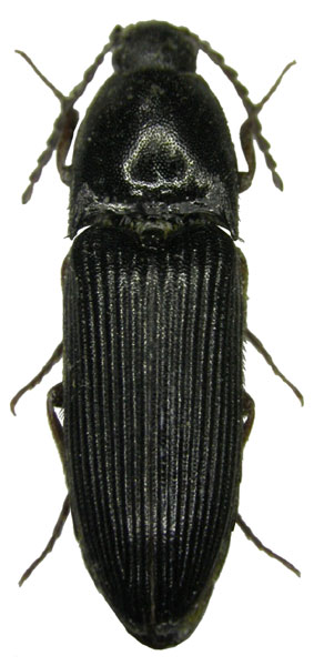 Ampedus gagatinus