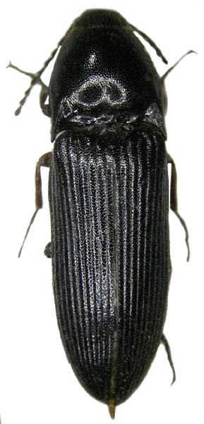 Ampedus gagatinus