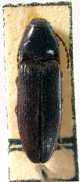 Ampedus gurjevae