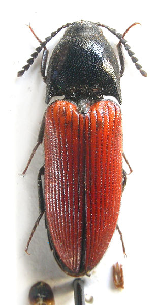 Ampedus hebeiensis