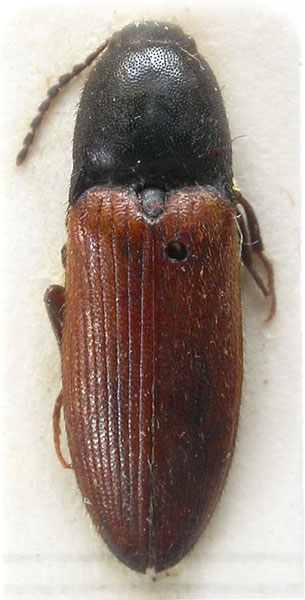 Ampedus karpathicus