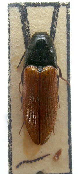 Ampedus kurilensis