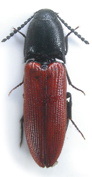 Ampedus kyliesi