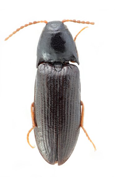 Ampedus lacustris