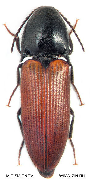 Ampedus latiusculus