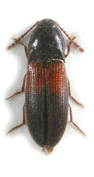 Ampedus lepidus