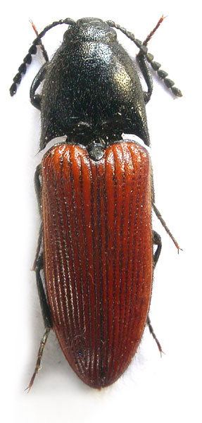 Ampedus lishanensis