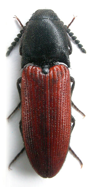 Ampedus lusitanicus